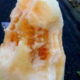 东方密瓜今日价格,价格行情一览”