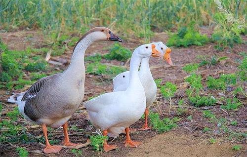 吃瓜鹅爆料配方,瓜香四溢，美味升级！