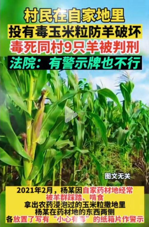 51吃瓜官网今日吃瓜,今日热点吃瓜盘点，揭秘娱乐圈最新动态