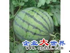 2024美华瓜今日价格,今日行情一览”