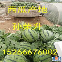 2024美华瓜今日价格,今日行情一览”