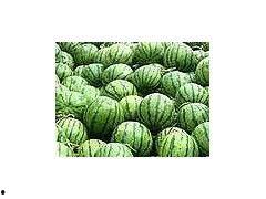 今日瓜价哈密瓜行情走势,瓜香四溢，价格走势揭秘