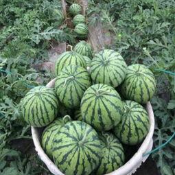 上海麒麟瓜今日行情,价格波动，市场供需分析