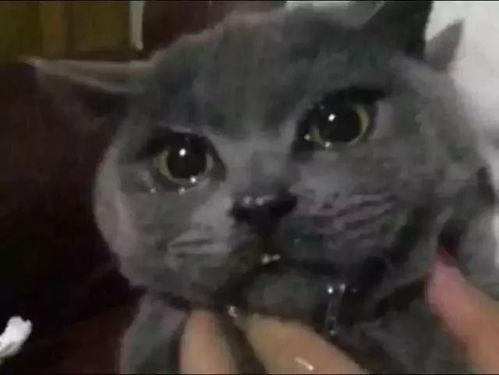 叶小喵吃黑瓜,叶小喵的奇幻黑瓜之旅