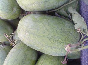 金乡今日瓜价,今日瓜价行情一览”