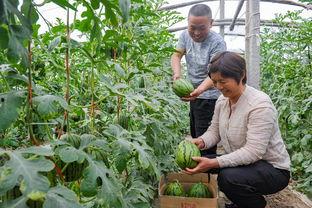 漯河小吊瓜今日价格,价格行情一览”