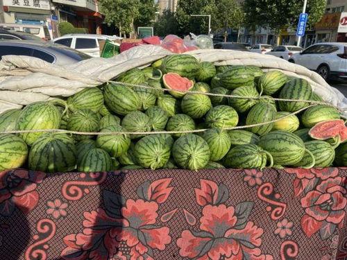 漯河小吊瓜今日价格,价格行情一览”