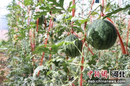 漯河小吊瓜今日价格,价格行情一览”