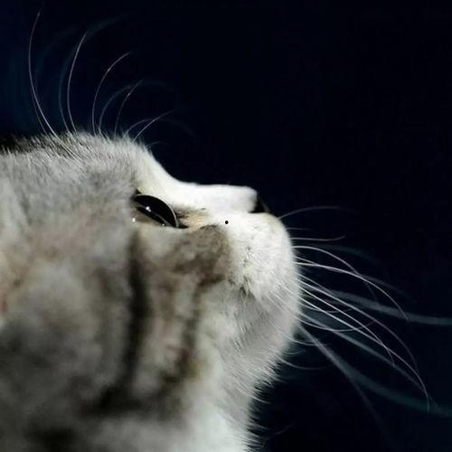 娱乐吃瓜猫金星